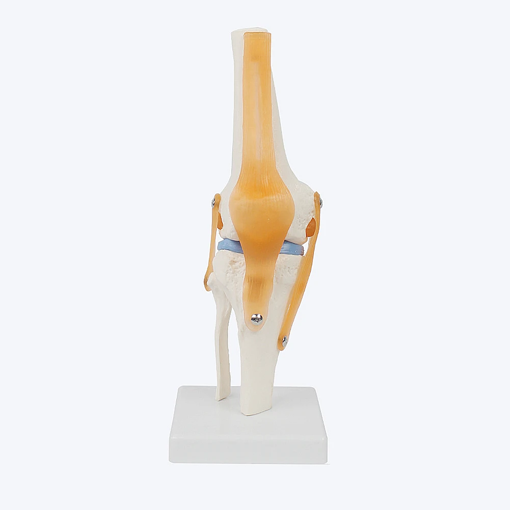 1 Pcs Human Anatomy Skeleton Life Size Knee Joint Anatomical Model With Ligaments Joint Model Medical Science Teaching Supplies