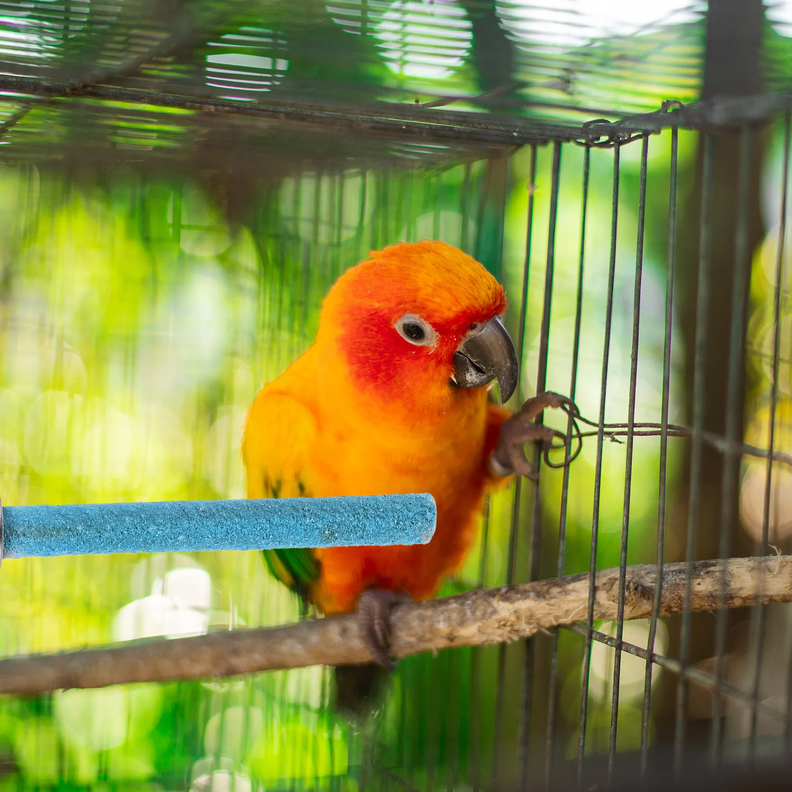 

5pcs Frosted Bird Perch Wood Pet Stand Bite-Resistant Parrot Toy Swing Training Supplies Wear-Resistant Playstand for Small