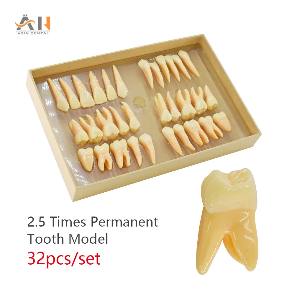 32pcs/set Dental Teeth Model Resin 2.5 Times Permanent Tooth Model Simulation Isolated Dental Teaching Odontologia Models