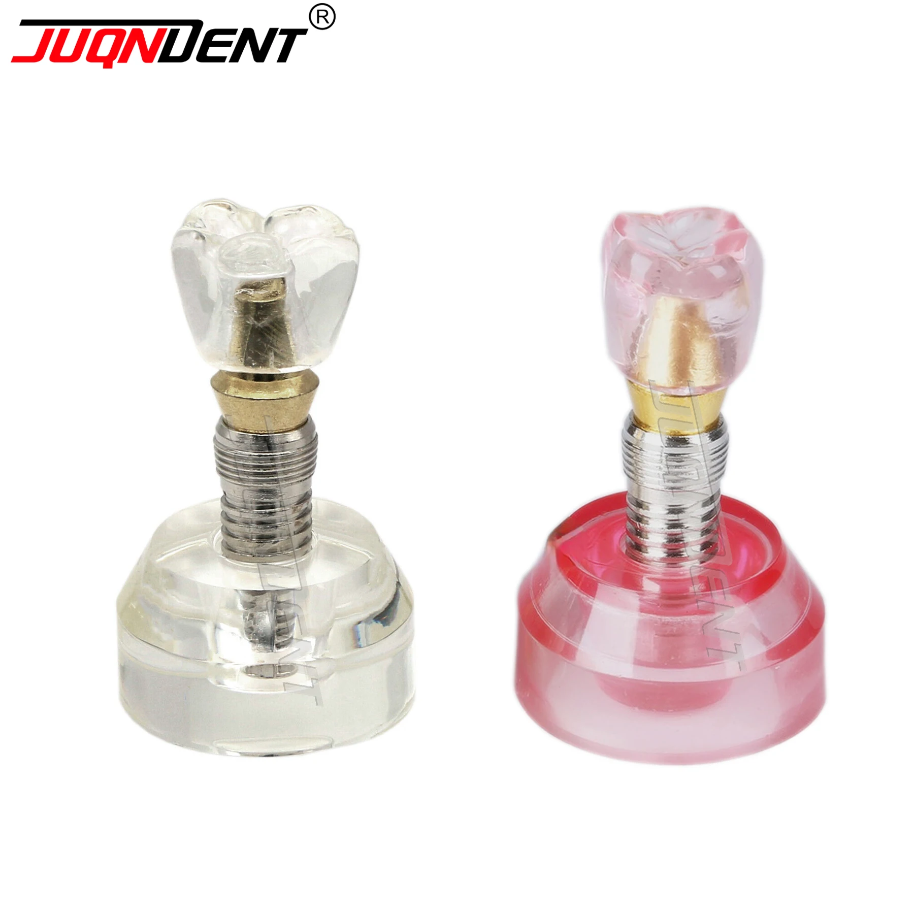 Dental Implant Model Structure Transparent Detachable Dentist Demo Studying Patient Education Enlarge Dental Drilling Model