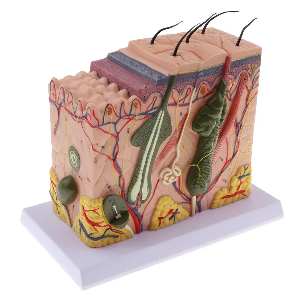 Human Skin Tissue w/Appendages Biological Demonstration Model 70X Enlarged