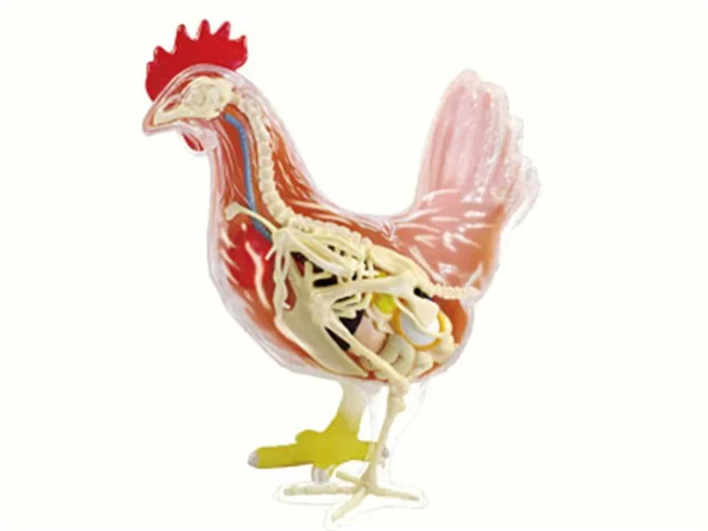 1PC Red and White Chicken 4D Master Puzzle Assembling Toy Animal Biology Organ Anatomical Teaching Model Anatomy