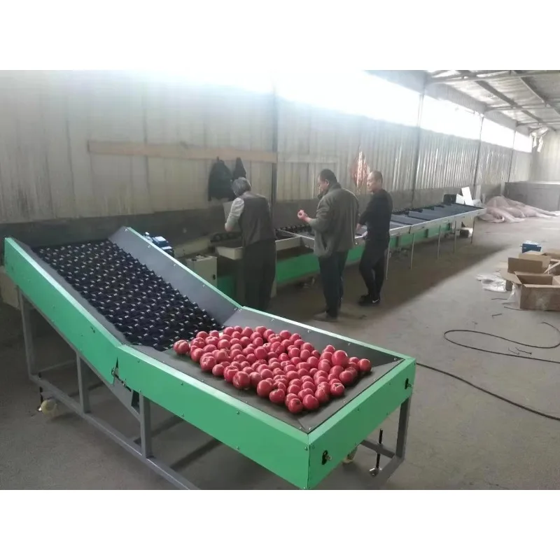 Electronic Fruit Grading Mechanical Fruit Weight Sorter Apple Orange Avocado Mango Lemon Weight Sorting Machine Customized