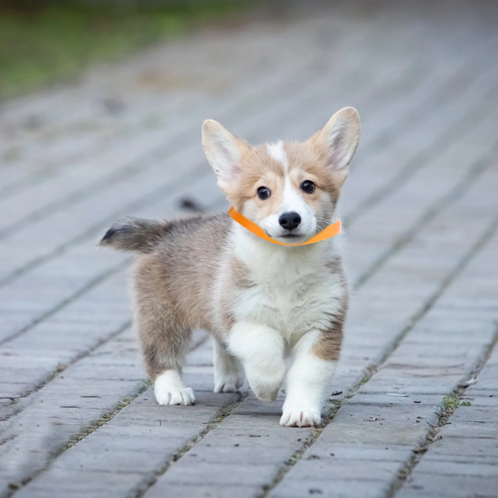 100 Uds. Collares de identificación para cachorros, bandas de identificación ajustables para mascotas, etiquetas de arena, Collar para perros pequeños, Collar para cachorros pequeños