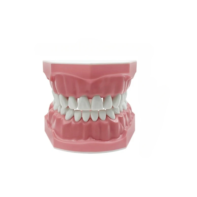 Plastic Teeth Model Dental Teaching Model Doctor Patient Communication Dentist Students Studying Education Demo Dentistry Models