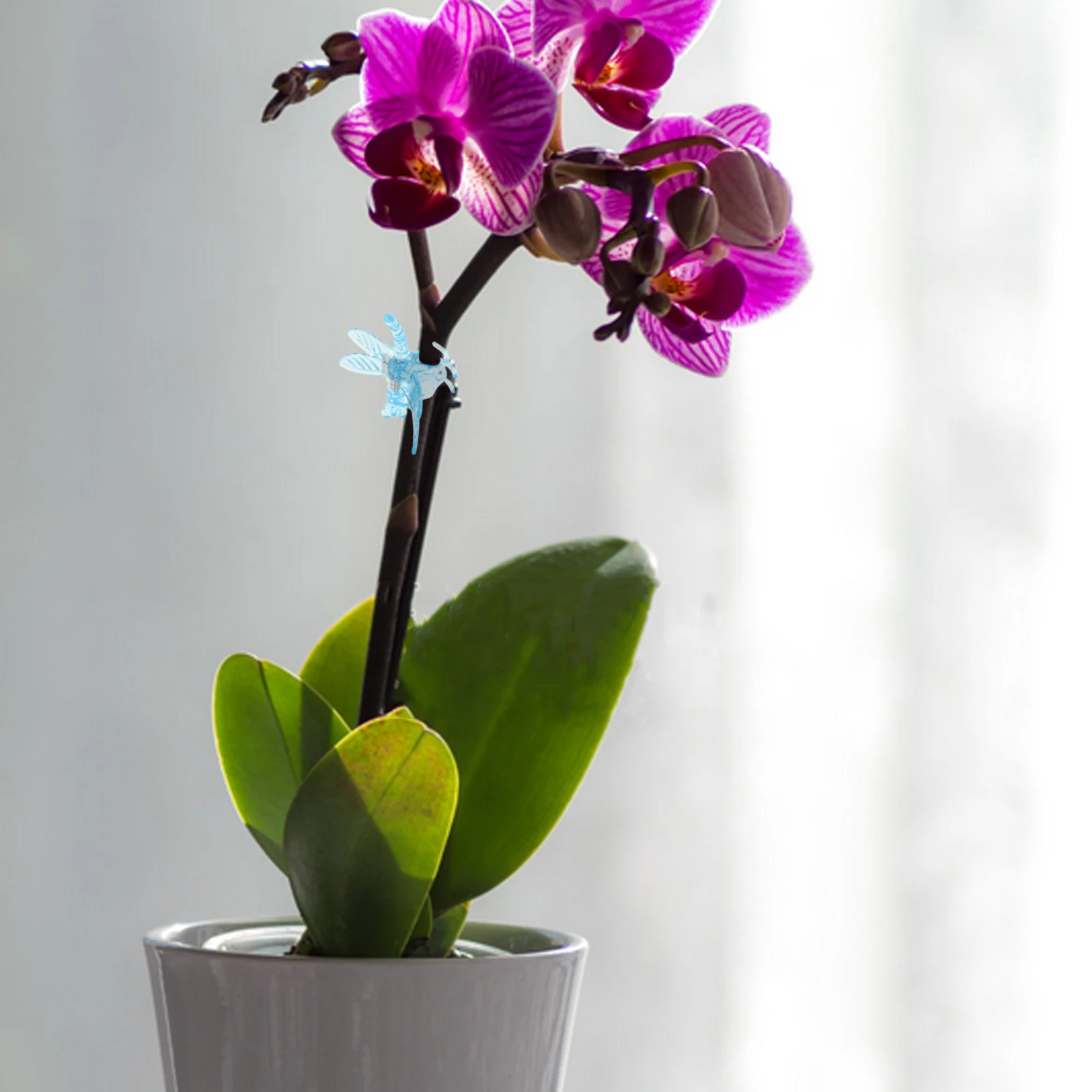 

50 Pcs Phalaenopsis Clip Climbing Plant Support Wall Clips Orchid Dragonfly Abs