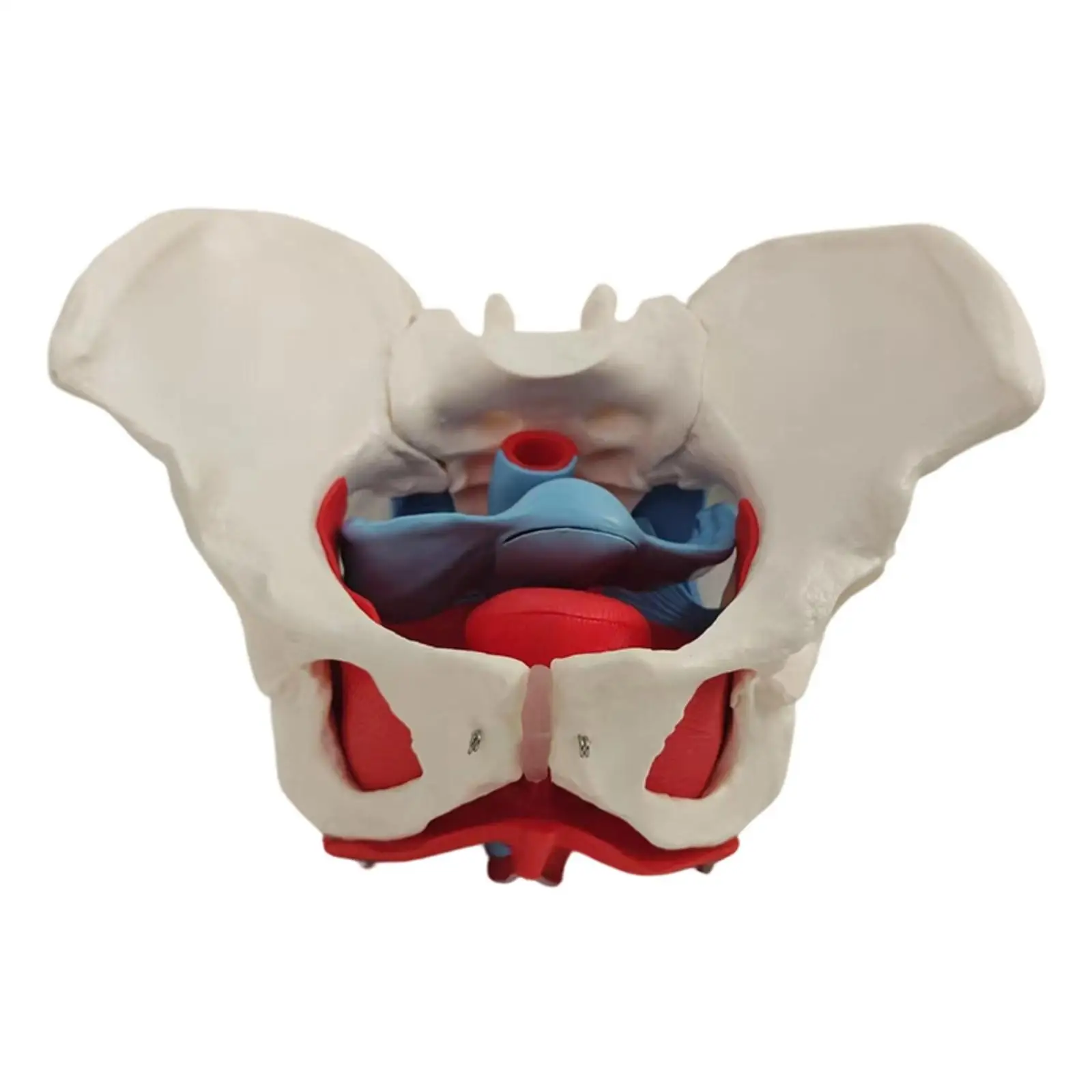 Pelvis Model with Pelvic Floor Muscles Postpartum for Doctors