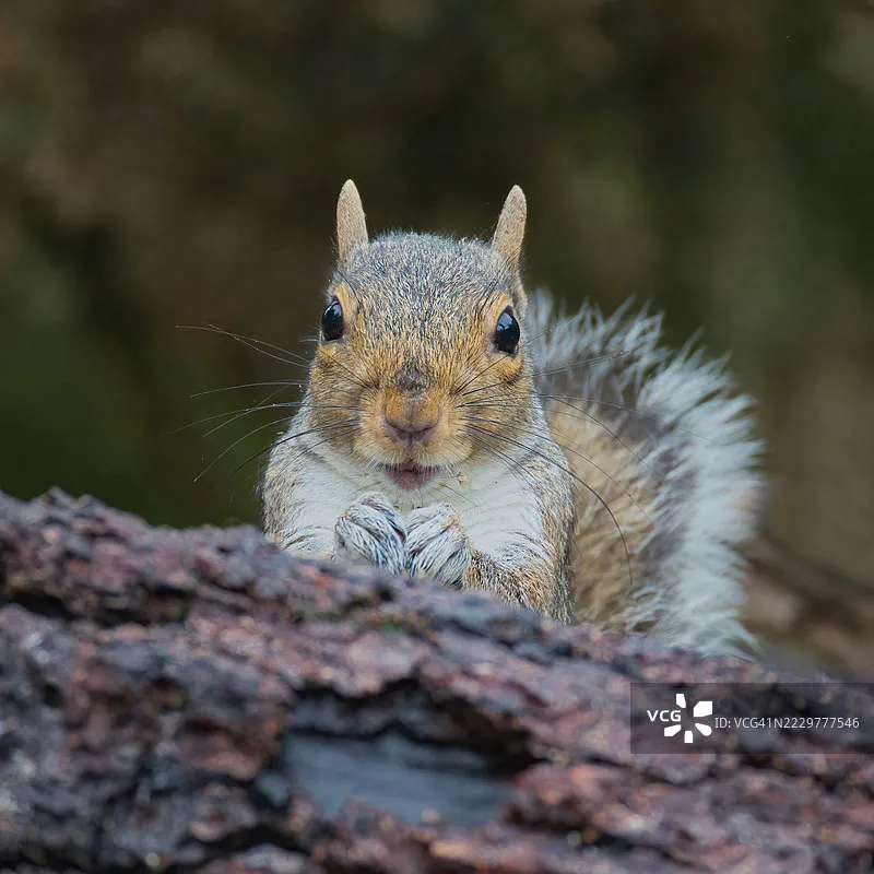 New Hobbywing Seaki…