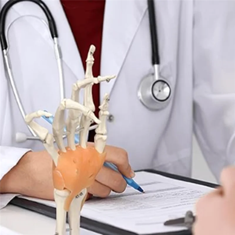 

Human Hand Joint Model With Ligaments, Flexible 1:1 Scientific Life Size, Finger Model Educational Tools Durable
