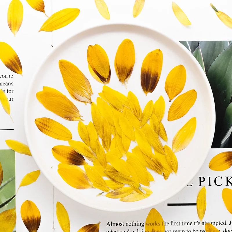 24 Stück, Getrocknete Sonnenblumenblütenblätter, Gepresste Blumen, DIY-Bastelzubehör für Fotorahmen, Scrapbook, Hochzeitsgeschenk, Heimdekoration, Schmuckherstellung – Detail 1