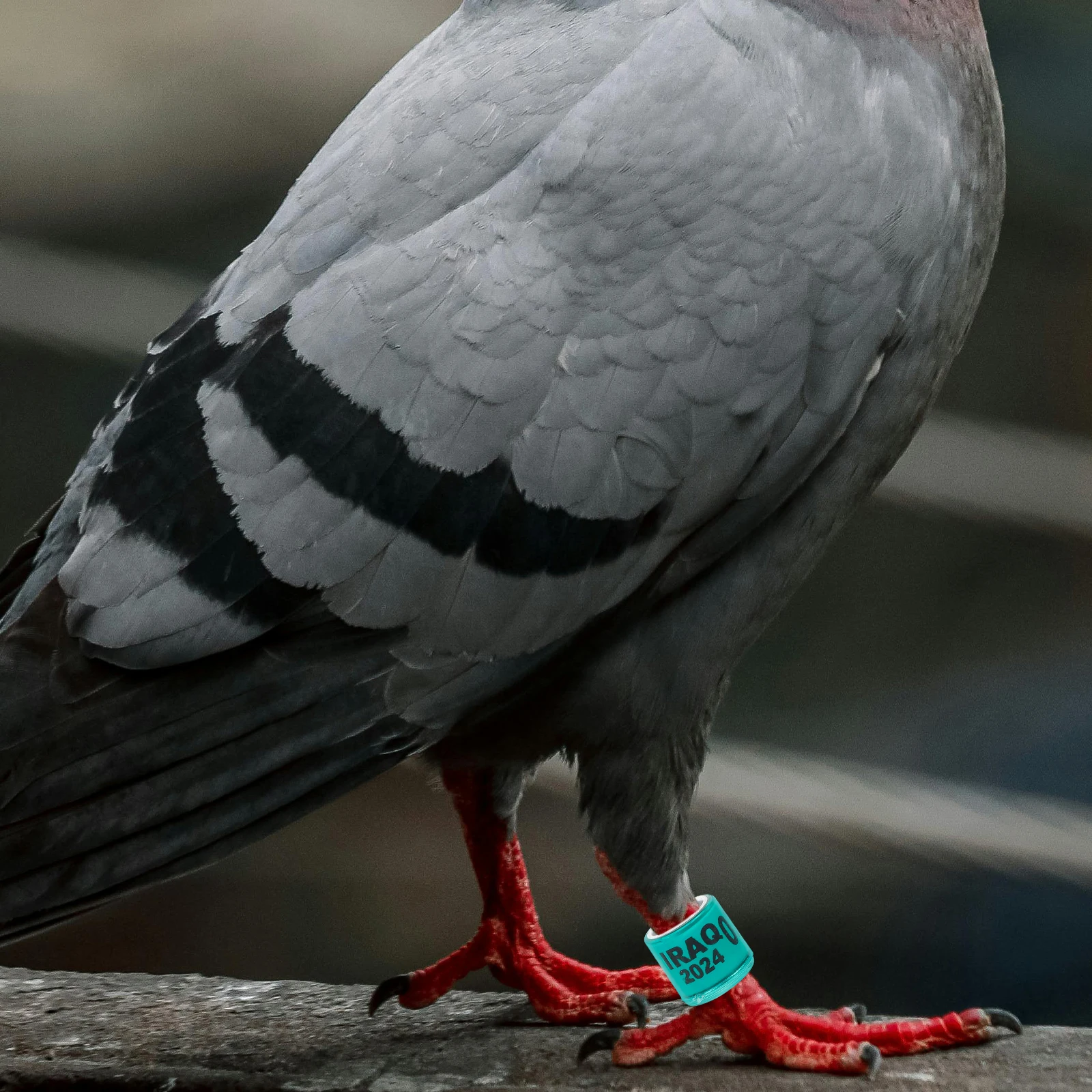 

Racing Pigeon Anklet Charms Leg Bands Identify Pigeons Foot Rings Frame Numbered Chicken for