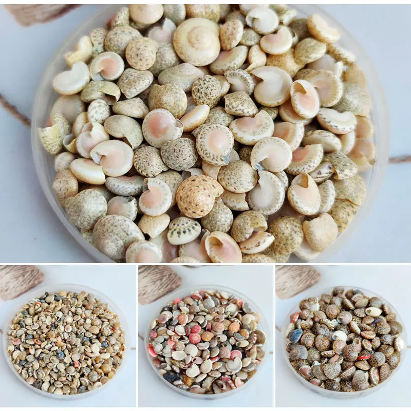 Natural Neritina Shell - Mini Snail for Micro Landscape, Adhesive Seashell Material, Shell Art Component, Tiny Olive Snail, Mari