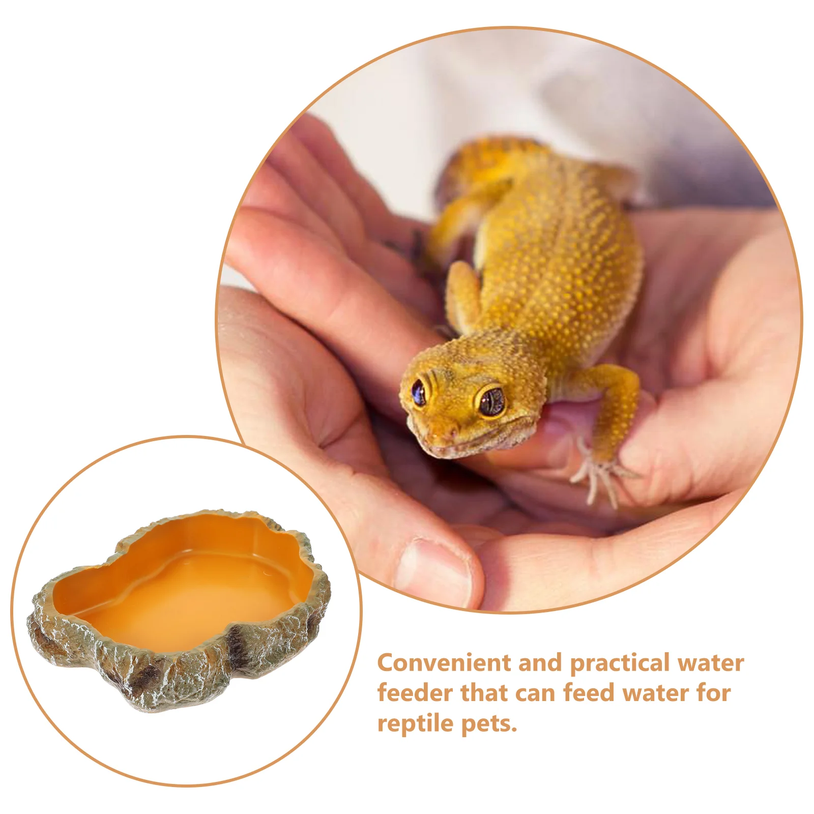 Filles de nourriture pour animaux de compagnie grimpant, terrarium, bassin, tortue, brumisateur de reptiles, décor léopard, plat d\'eau de salle,