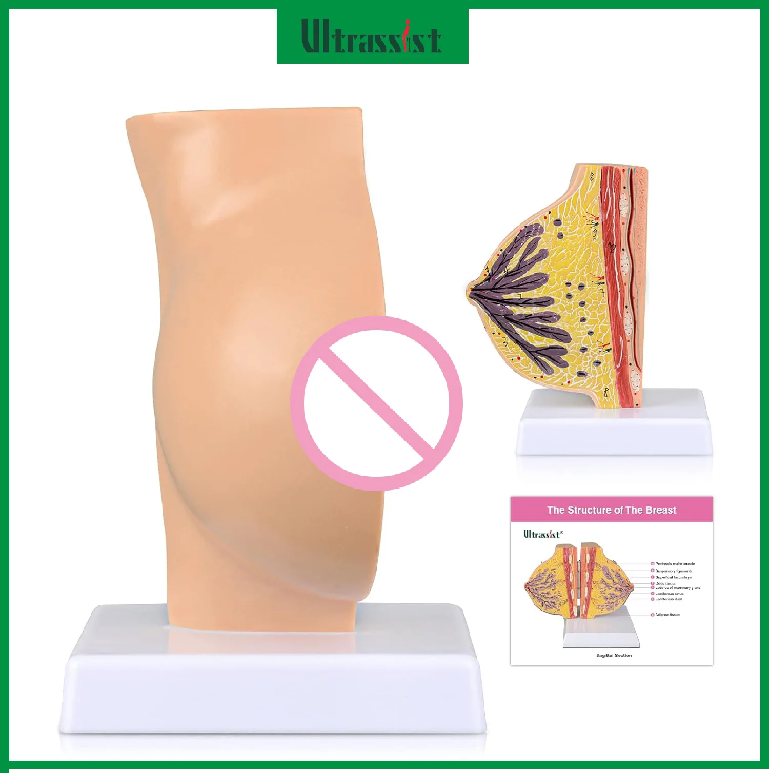Ultrassist Breast Anatomy Model Non-Lactating Sagittal Section Model for Breast Surgeon Anatomical Pathology Treatment Education