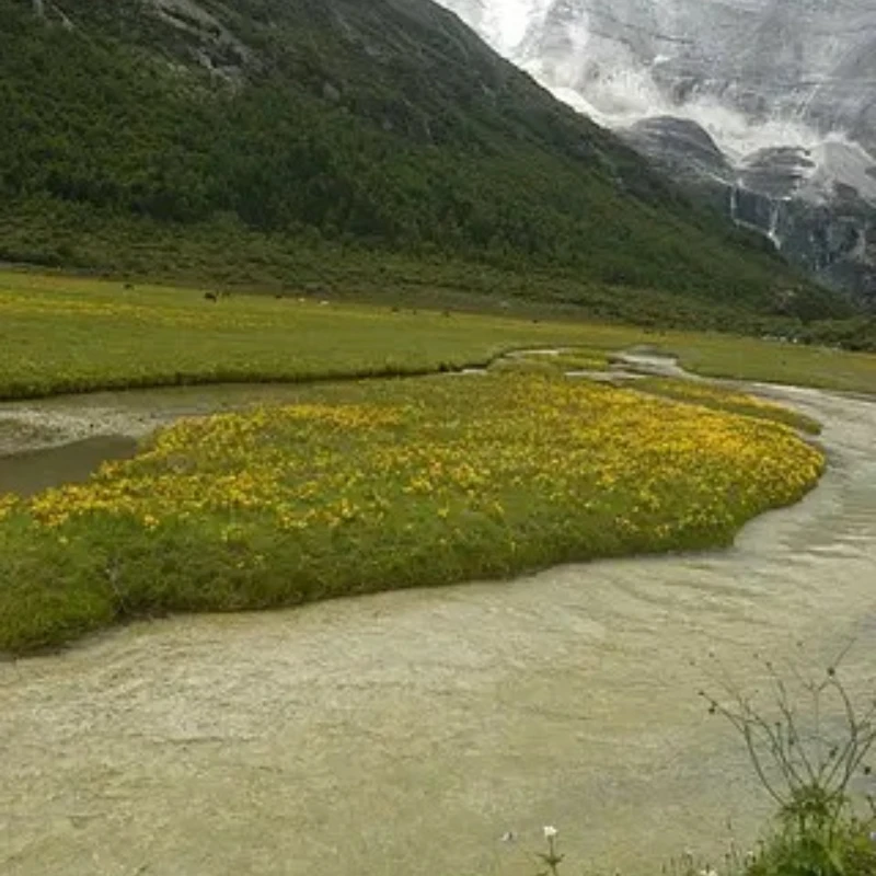 

GEPRC EM3115 3115 Motor 900KV 6S LiPo Suitable for FPV Freestyle 8-10inch Long Range Drones DIY Mark4 LR10 Parts