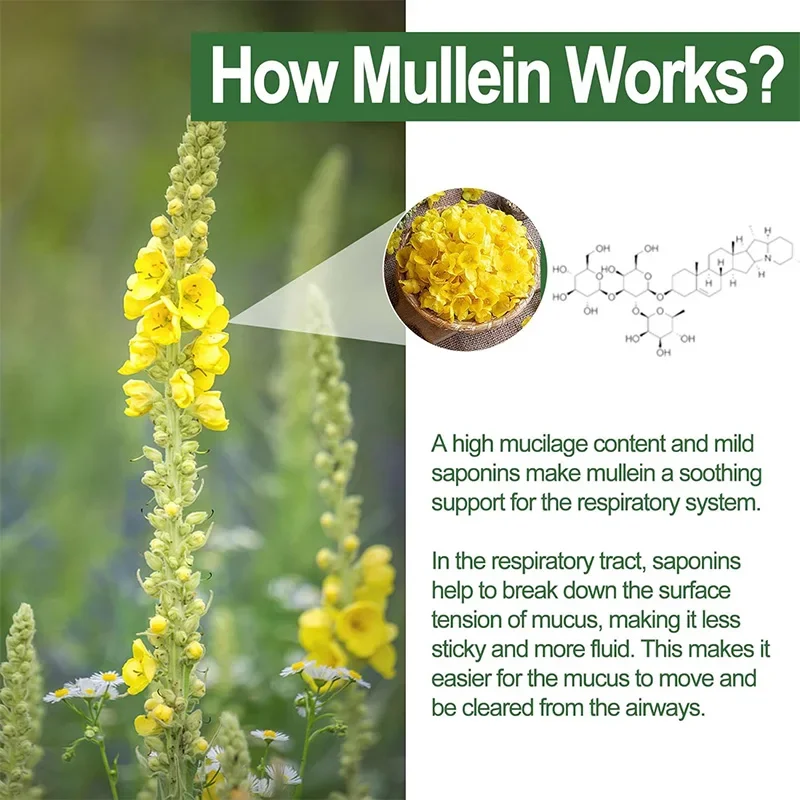 Kexinsh Mullein Leaf Capsules Supports Healthy Respiratory Feltwort Natural Lung Cleansing & Liver Detoxification