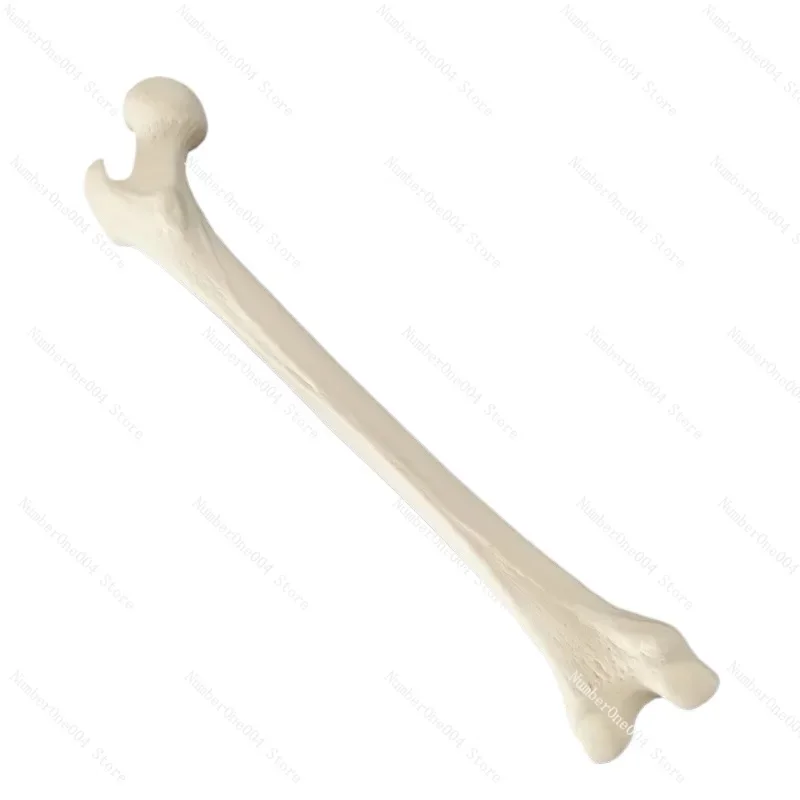 Simulated Bone of Femur Sawbones Pseudobone Workshop Preoperative Practical Training Exercise Human thigh-bone skeleton