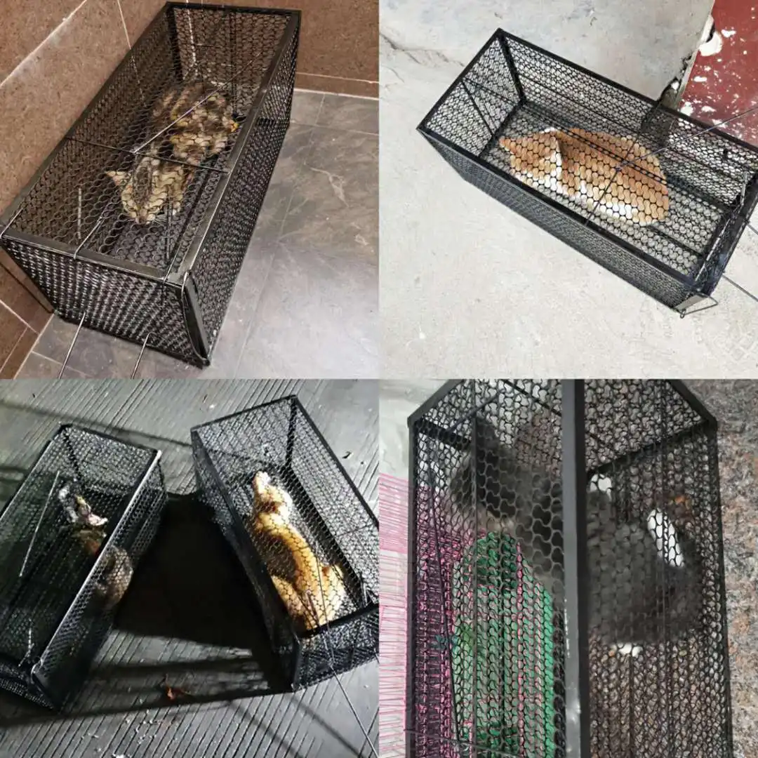Imagem -04 - Gaiola de Gato Selvagem Totalmente Automática Ferramenta de Captura Humana Gaiola Extra Grande Estilo Dobrável para Supermercado