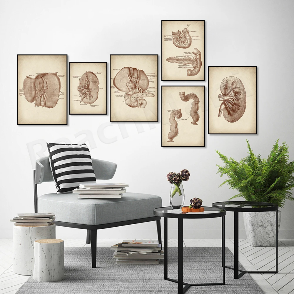 Vintage Anatomy Organ Art Physiology Art Kidney Anatomy Spleen Anatomy Rectum Anatomy Pancreas Anatomy Medical Poster