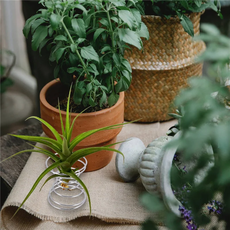 6 Pezzi Supporto per Pianta ad Aria Contenitore per Pianta ad Aria Supporto per Tillandsia Espositori per Pianta in Acciaio Inossidabile Base per Ananas ad Aria-AT64