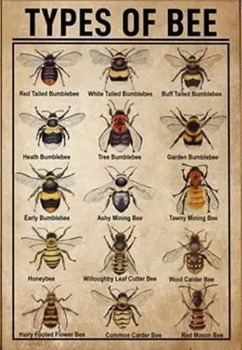 Laquaud Honey Bee Knowledge, Bee Type Knowledge Bee Lover, Honey Bee Lover Tin Sign Metal Sign Metal Sign Tin Sign Wall Art