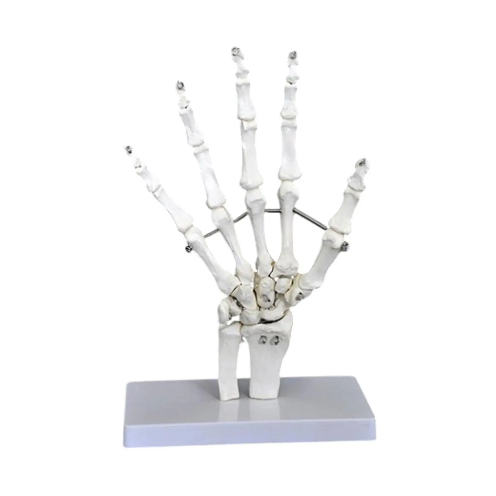 Human Joint Model,Scientific,Medical Teaching Tool,Sturdy,Education,Realistic,Skeleton Model for Science Display Study