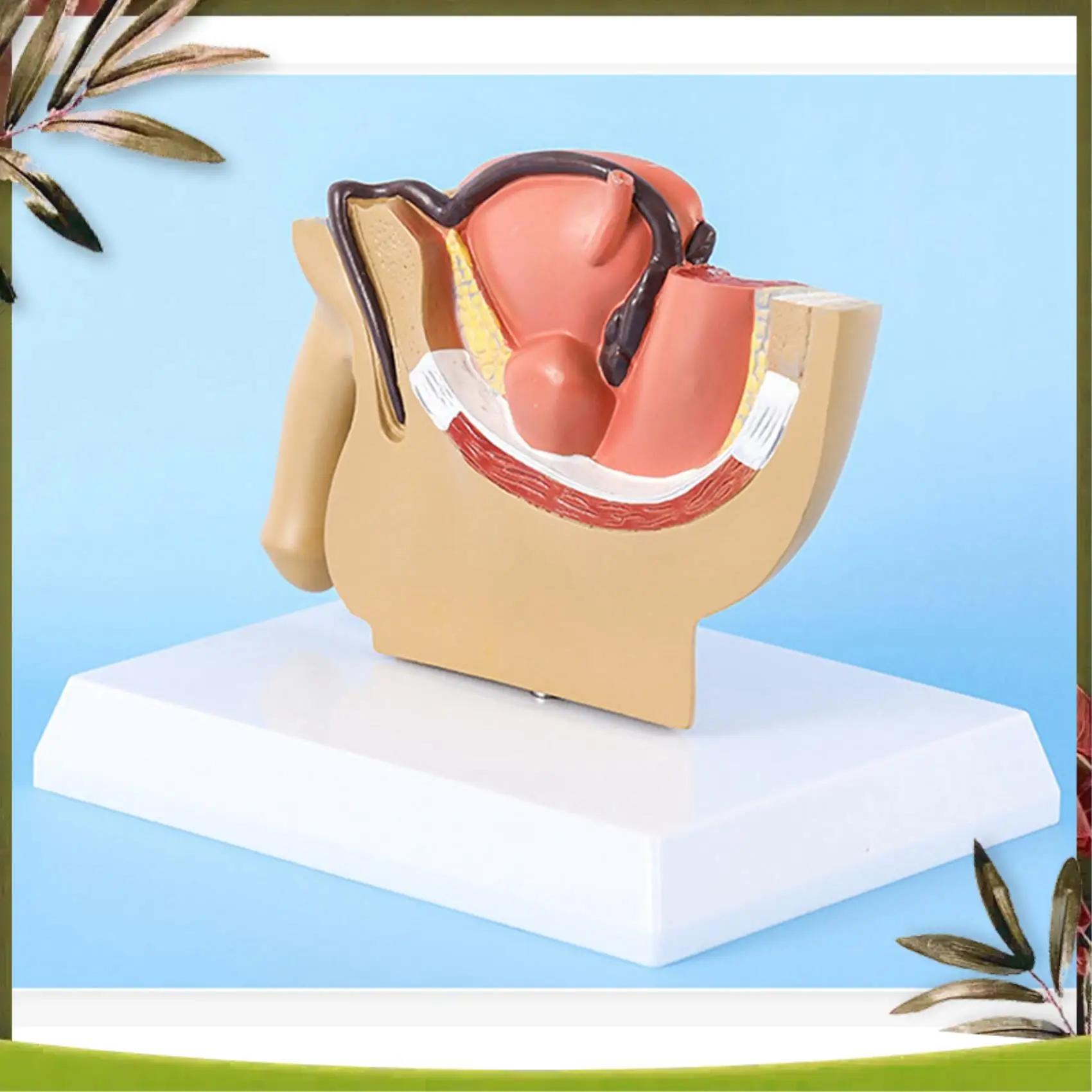 New-4X 1:2 Male Pelvic Sagittal Section Testicular Prostate Bladder Rectal Urinary System Model