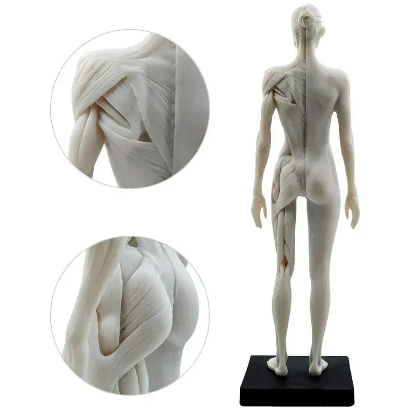 30cm Female male Anatomy Figure Anatomical Model Anatomy Skull Bone Medical Artist Drawing Manikin Articulated Mannequin