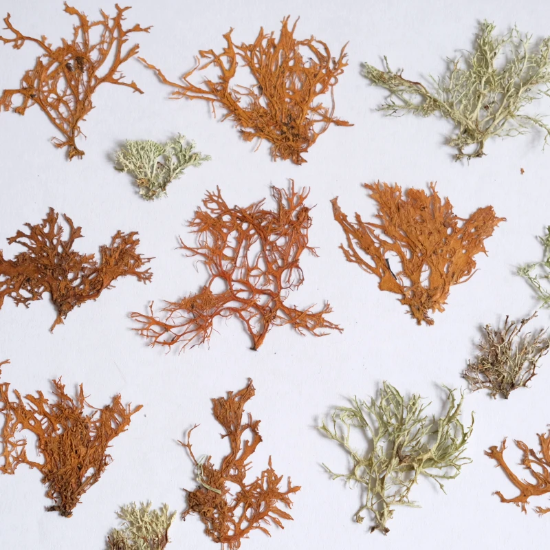 12개, 해초 수생 식물 건조 꽃 미니어처 풍경 산호초 - Dried Flower Bookmark 리뷰 및 가격