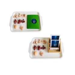Montessori Language Materials Human Organ Models W/ Cards Biology Learning Resources Early Educational Equipment Teaching Aids