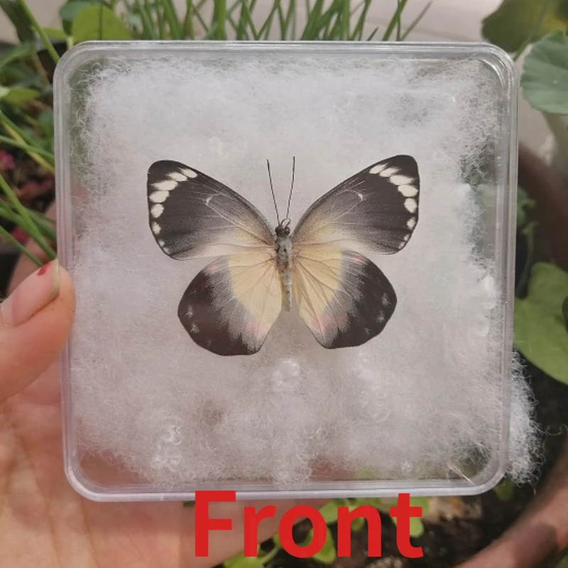 

Delias timorensis Real butterfly specimen shooting props DIY handicrafts popular science teaching ornaments home decor