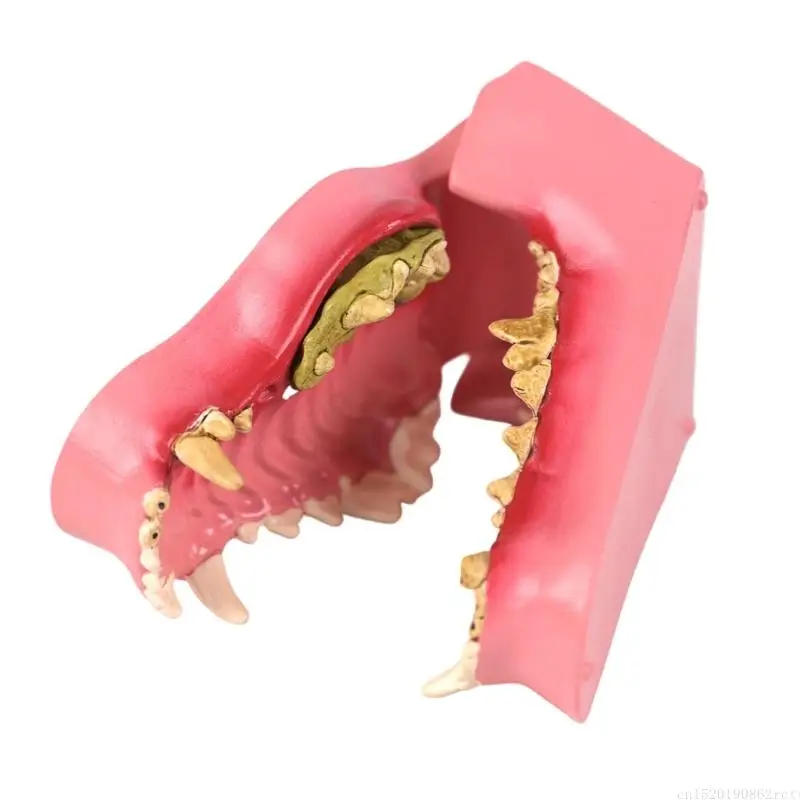 

D5BB Friendly PVC Construction Dog Teeth Model for Veterinary Training Features Realistic Scale and Easy Clean Design