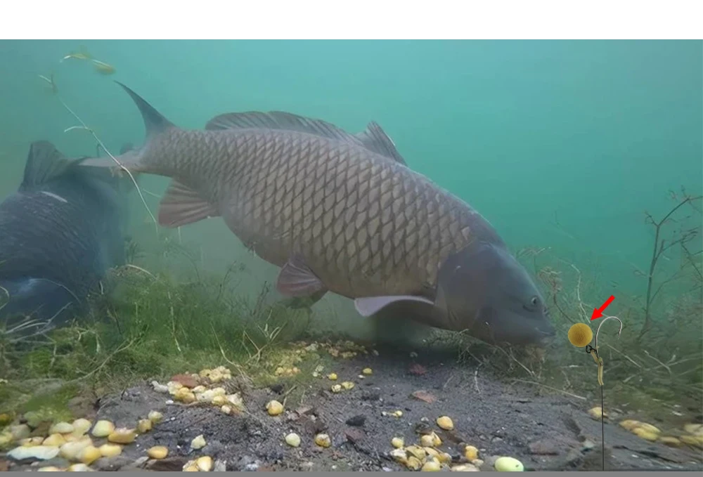 FTK Karpfenangelhaken 6 Stück 2 # 4 # 6 # 8 Vorgefertigte Hakenketten-Terminal-Rigs Angelhaken in Verschiedenen Größen Karpfenangel-Zubehör Pesca – Detail 5