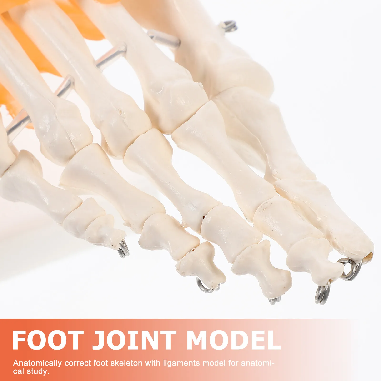 1Pcs Foot Joint Anatomically Correct Flexible Ligaments PVC Human Foot Base Teaching Tool Educational
