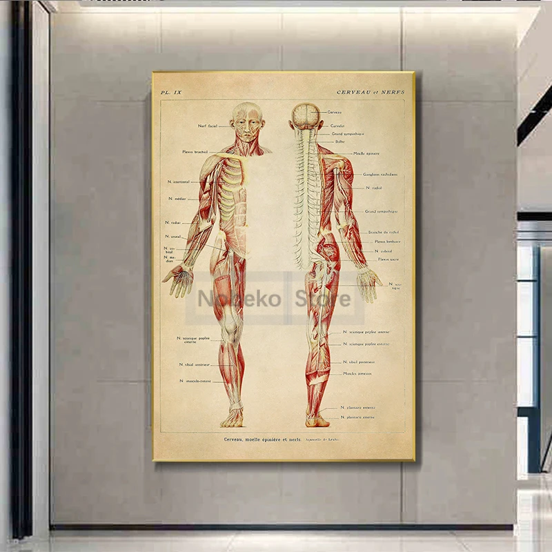 Human Anatomy Retro Poster Muscular Skeleton Chart Medical Anatomy Illustration Prints Canvas Wall Art Pictures Home Room Decor