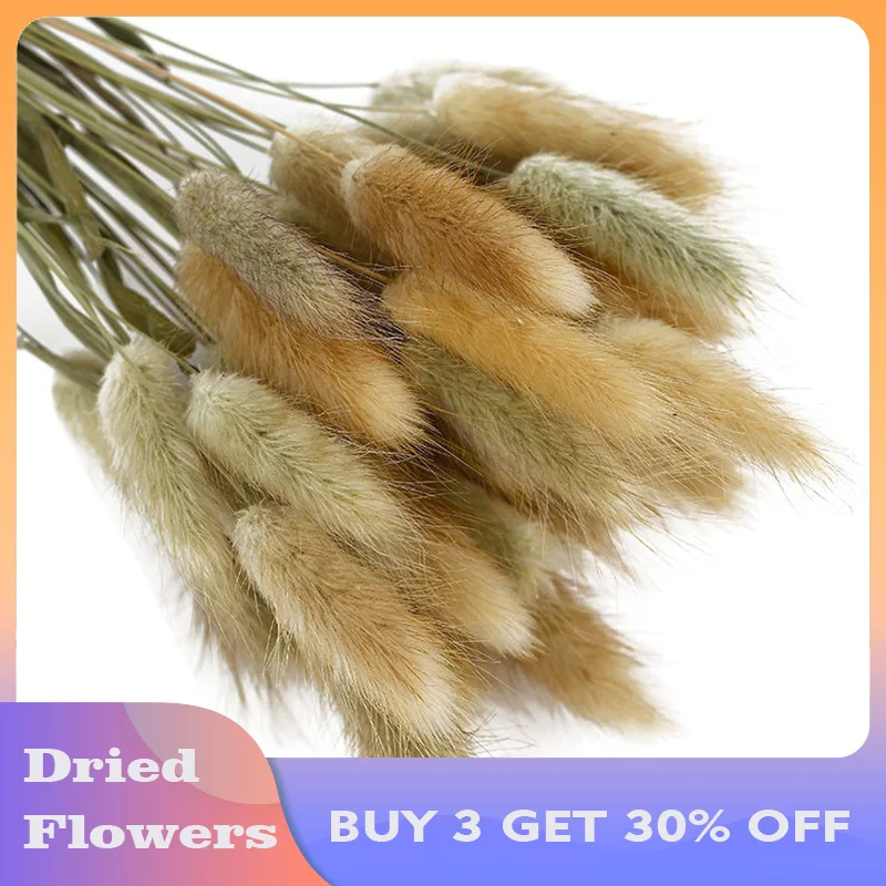 

(BUY 3 GET 30% OFF)50Pcs Natural Real Bunny Tails Pampas Grass Dried Flower Bouquet Wedding Christmas Decoration Home Decor