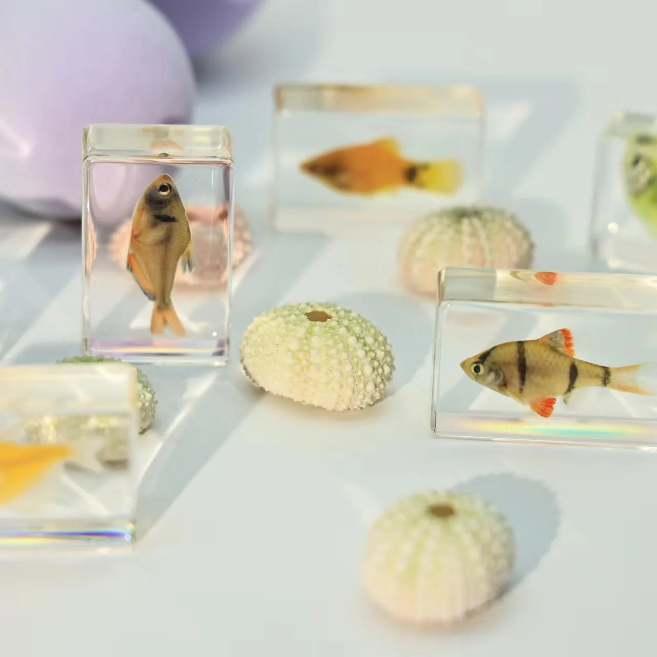 Kindergarten teaching Marine animals Real fish Resin specimen Fish tortoise Crab Amber ornaments home accessories decor