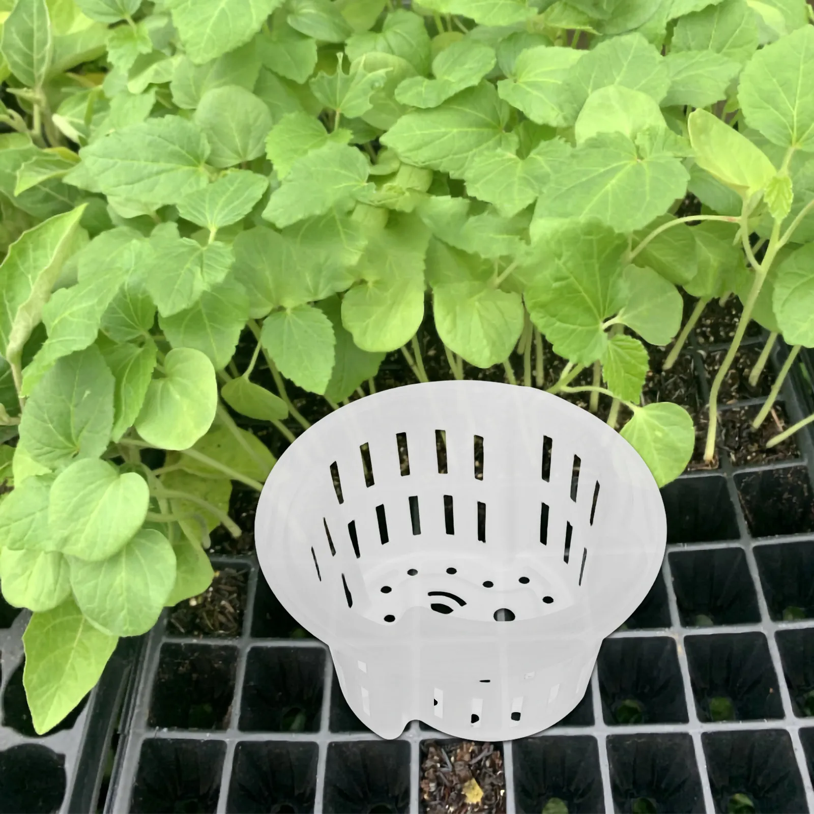 4Pcs Hydroponic Net Pots for Vegetables Thickened Breathable Plastic Root Controlling Plant Baskets Ideal for Small Space