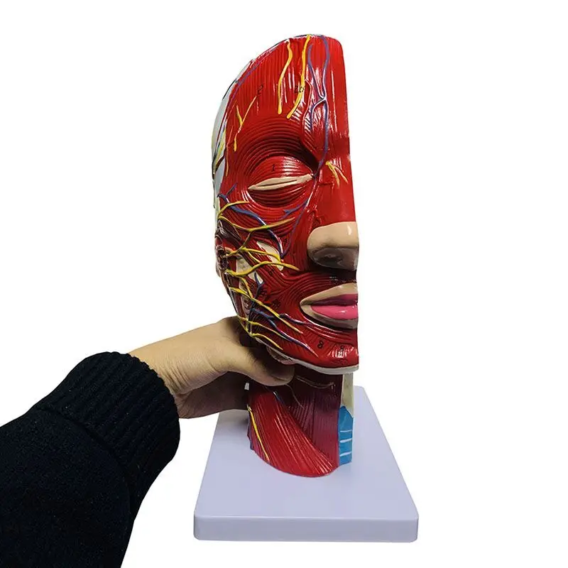 

2026High quality human, skull with muscles and neurovascular, head part brain, human anatomy model. School Medicine Tea