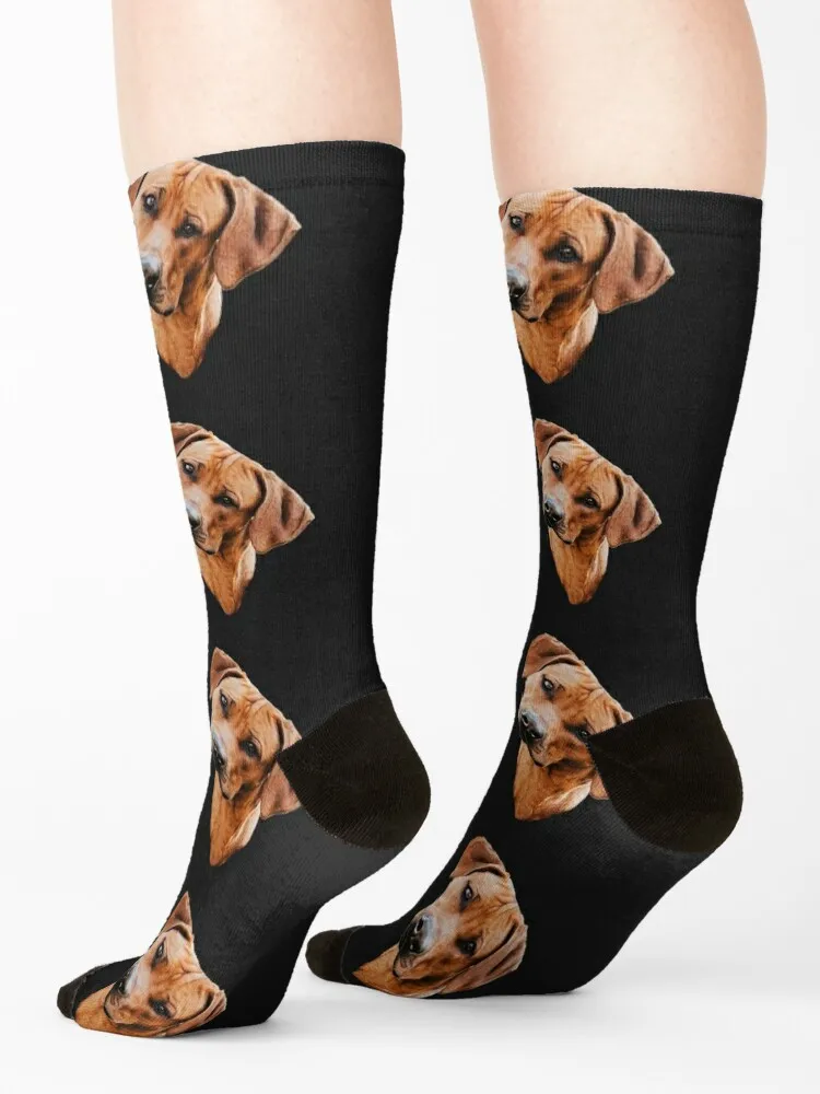 Rhodesian Ridgeback African Lion Dog Socks