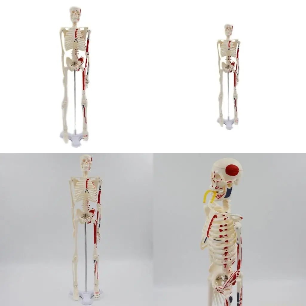 

Мини-медицинская модель скелета человека со стойкой. Детали исследования человеческих костей для студентов, изучающих анатомию.