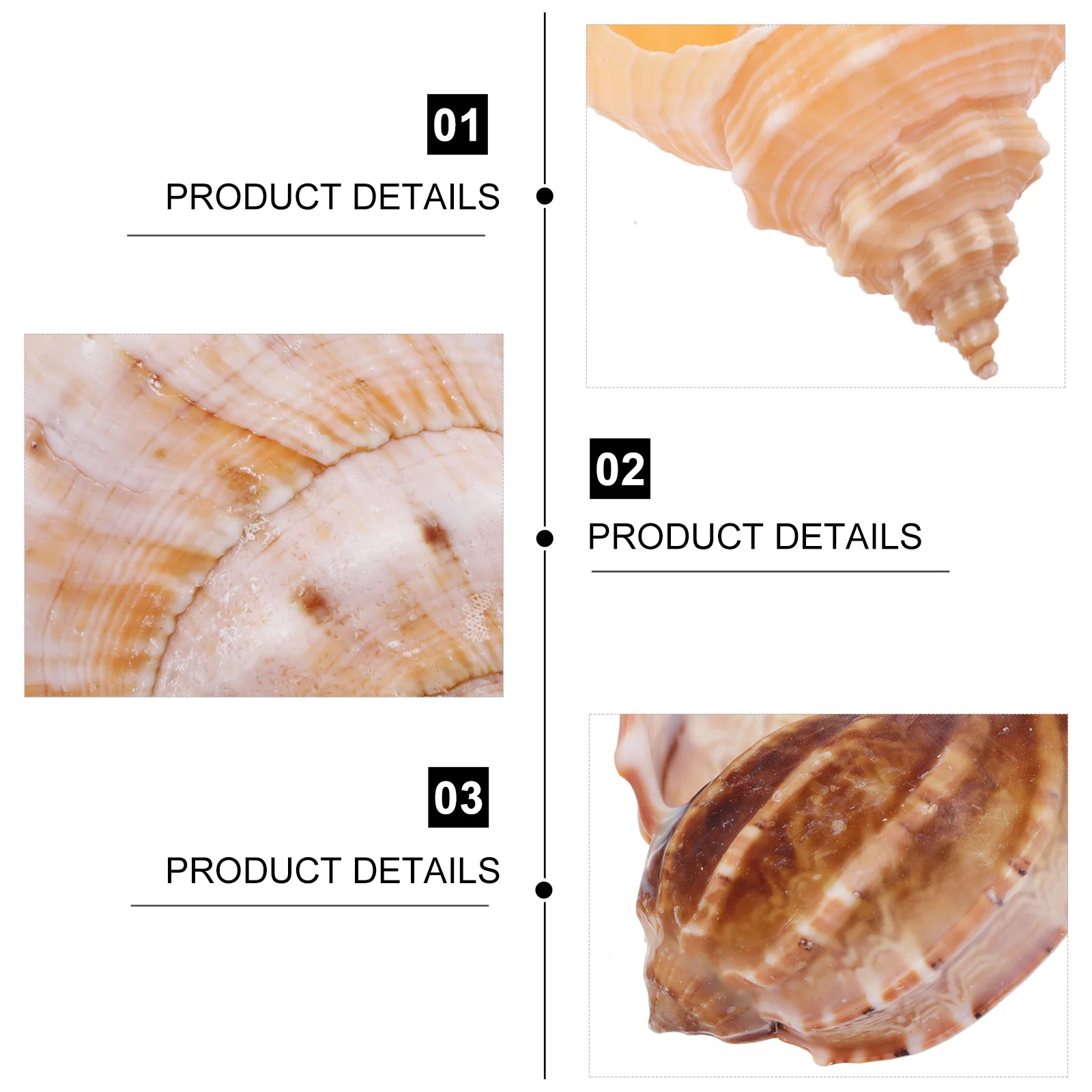 

12Pcs Hermit Crab Roll Shellfish Craft Natural Conch Bonsai Ornaments for Freshwater Saltwater Tanks Aquarium Decoration