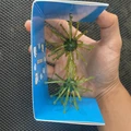 green 2pcs