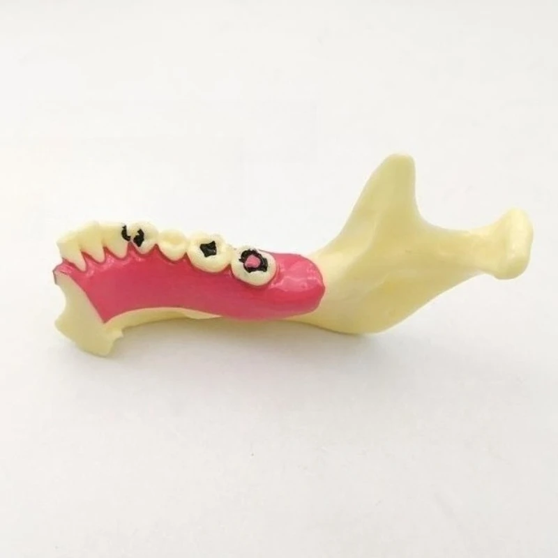 

4Pcs Dental Endodontic Treatment Model Anatomy of Gums Mandible Tissue Anatomical Model Dentist Teach Demonstration Teeth Model