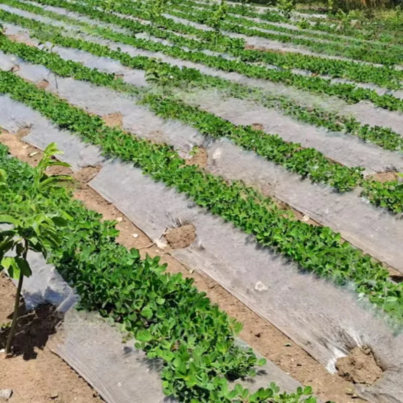 2025Agricultural PE Blow Molding Mulch Film Toughness Warm-Keeping Plastic for Effective Crop Coverage