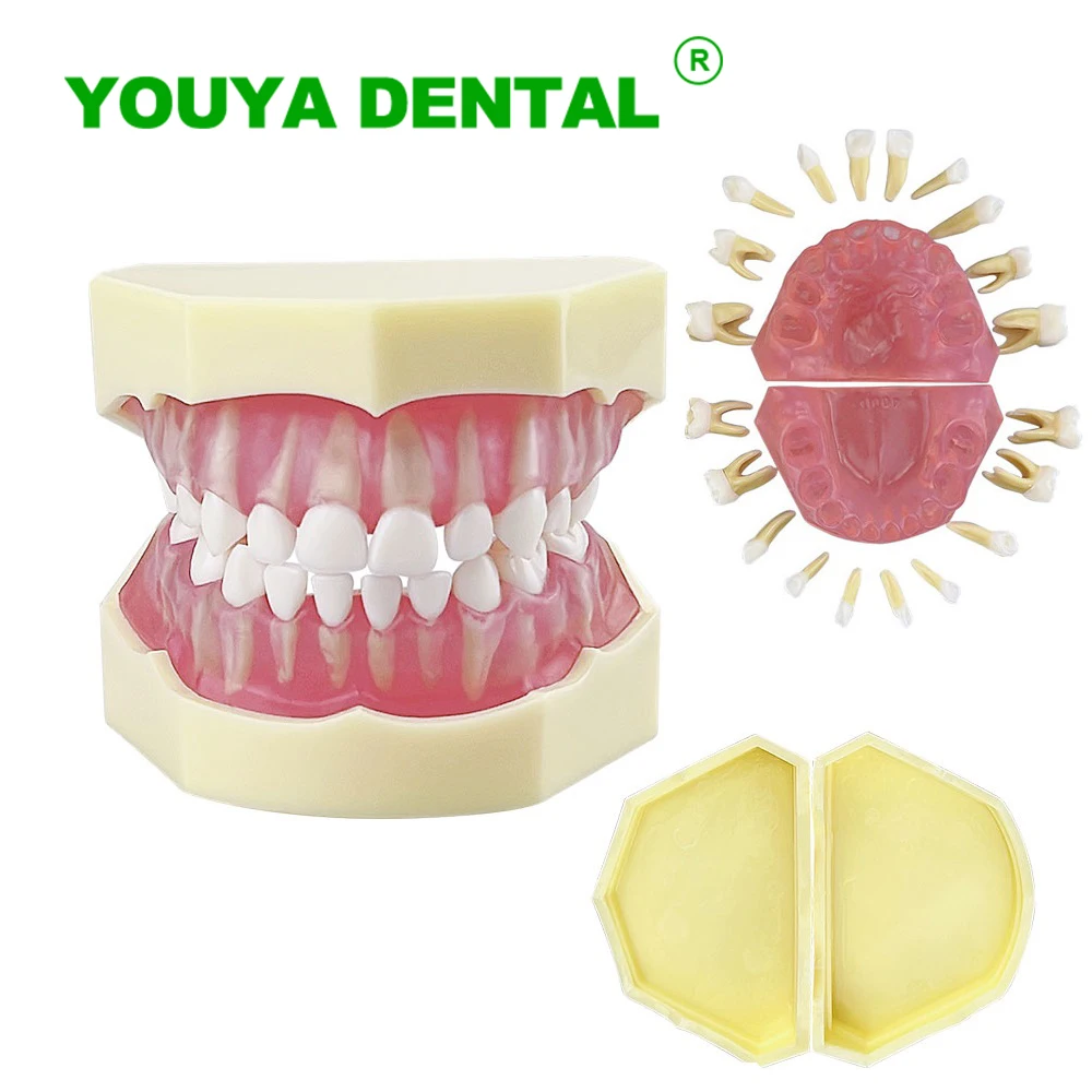 Child Dental Model With Full Mouth Removable Teeth Dentistry Study Teaching Training Typodont Jaw Model Dentistry Lab Products