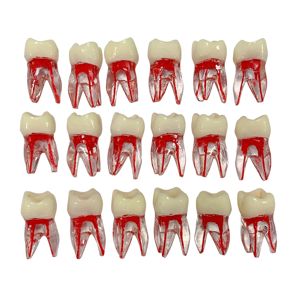 5 sztuk Model dentystyczny Endodontyczny blok do treningu kanałów korzeniowych Zęby Pulp Cavity Stomatologia Ząb RCT Model do ćwiczeń studenckich