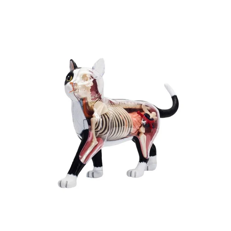 NEW   Black And White Cat Anatomical Model    Removable Simulation Animal     Medical Teaching Props