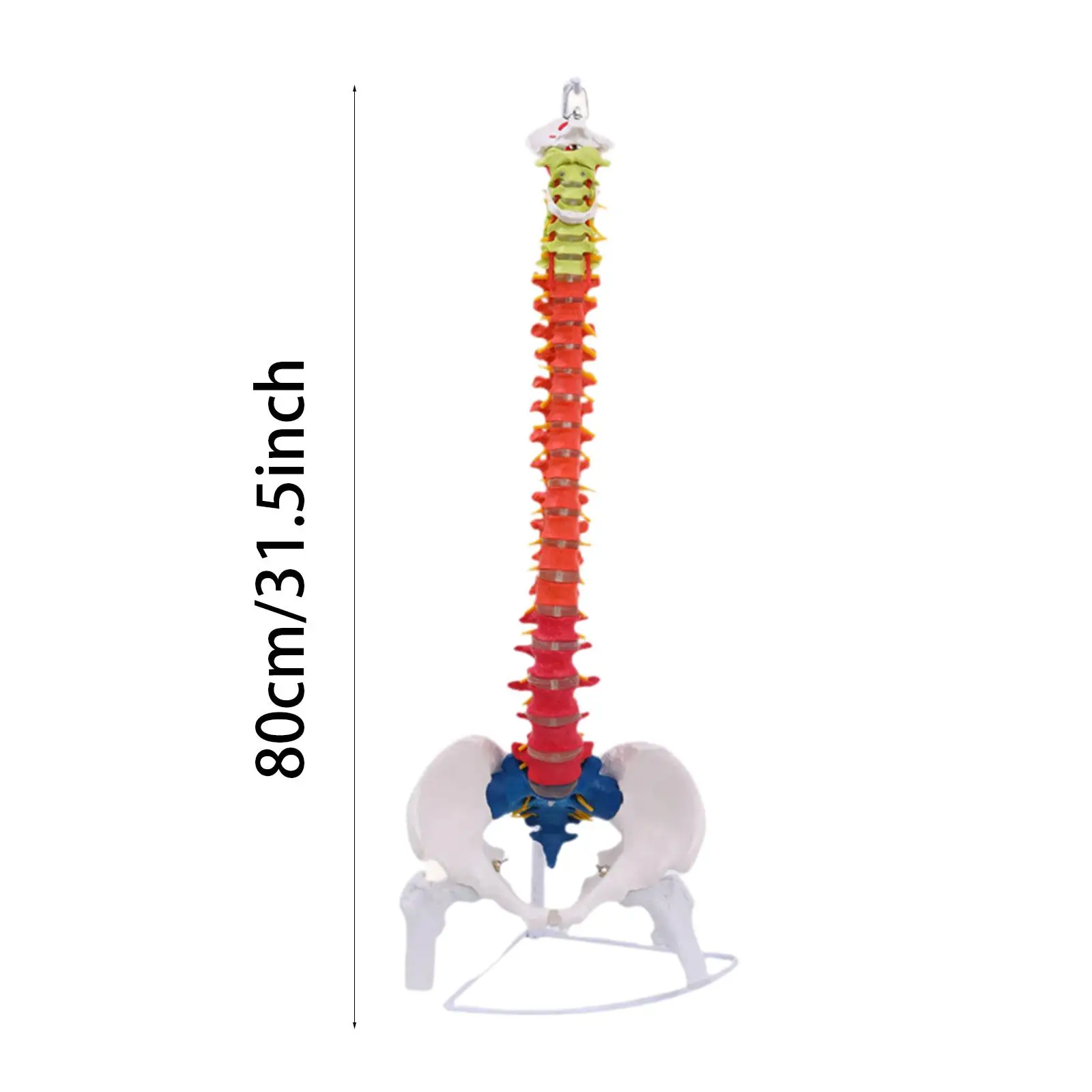 แบบจําลองกระดูกสันหลังของมนุษย์ กระดูกสันหลัง ขาตั้งจอแสดงผล แบบจําลองคอลัมน์กระดูกสันหลัง การเรียนรู้การศึกษาวิทยาศาสตร์
