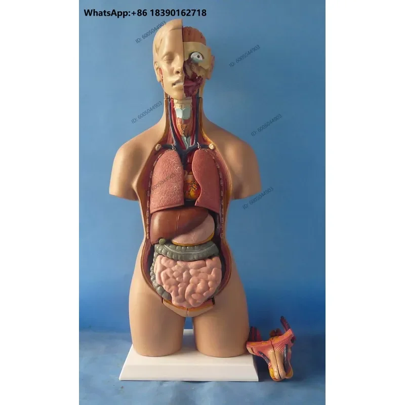 55cm Human Torso Anatomy Model Assembled Medical Body Educational Science Toy